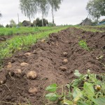 1.монастырский участок. Первый урожай монастырской картошки.