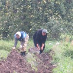 2. монастырский участок. Первый урожай монастырской картошки.