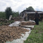 7. Первый урожай монастырской картошки.