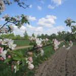 Посадка картошки в Слободе (3)