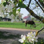 Посадка картошки в Слободе (5)