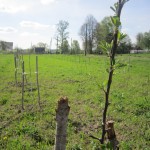 Посадка картошки в Слободе (6)