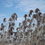 Крещенские морозы в Слободе (15)