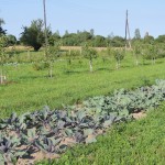 Монастырские будни. Летний день - год кормит! (12)