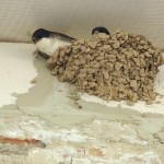 Монастырские будни. Летний день - год кормит! (3)