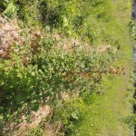 Монастырские будни. Летний день - год кормит! (6)