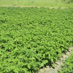 Монастырские будни. Летний день - год кормит! (7)