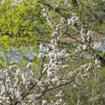 Весна в Тадулинском монастыре (9)